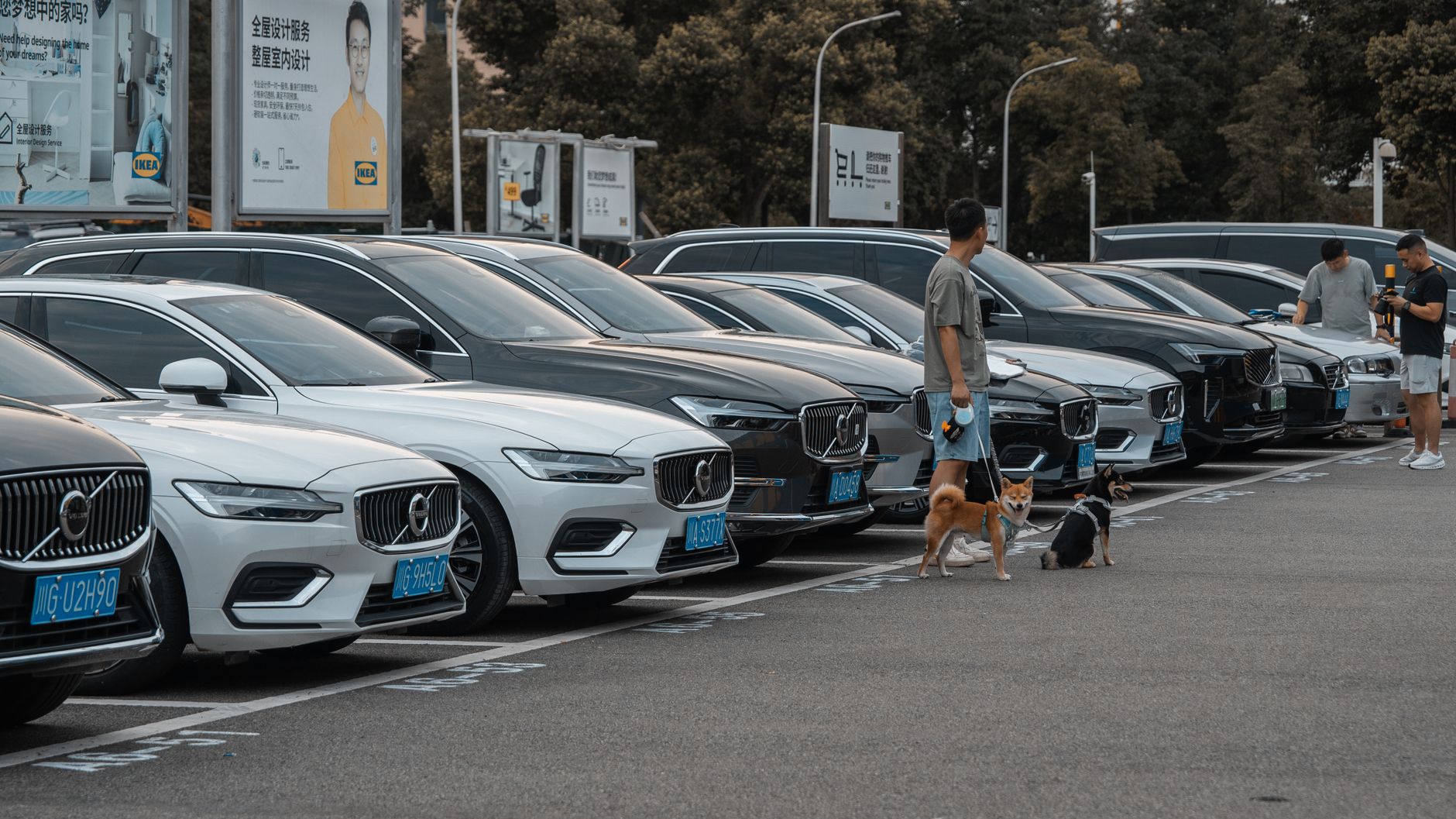 A parking lot filled with Volvo cars, people, and dogs on a bright day.